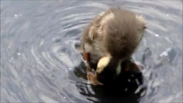 Un petit canard nettoie ses plumes dans un étang — Video