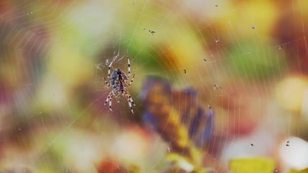 Sonbaharda kendi web içinde oturan bir örümcek — Stok video