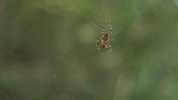 Паук ест жука, а затем делает оборонительные позы в ответ на угрозу — стоковое видео
