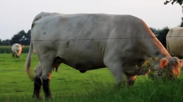 Eine weiße Kuh läuft herum und schaut in die Kamera — Stockvideo