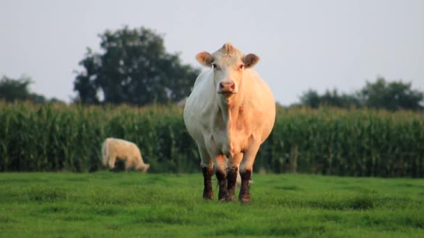 A white cow watches in camera and begins to walk — Stock Video