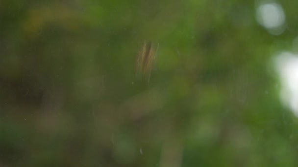 Une araignée qui secoue sa toile lorsqu'elle est dérangée — Video