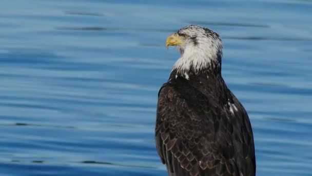 Un águila calva salvaje junto al agua — Vídeos de Stock