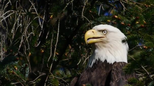 Águia do Alasca empoleirada em uma árvore — Vídeo de Stock