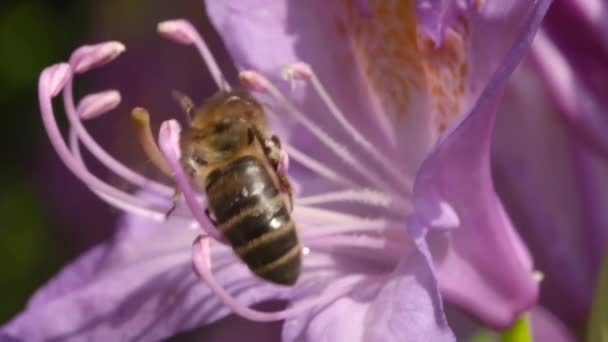 Пчела на розовом цветке, собирающая нектар — стоковое видео