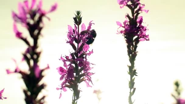 Бджола повільно прокидається потім літає — стокове відео