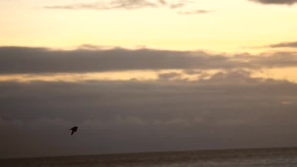 Gün batımında okyanus üzerinde uçan kuş — Stok video