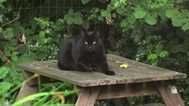 Черная кошка спрыгивает со стола в замедленной съемке — стоковое видео