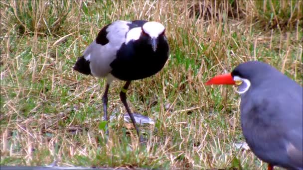 Um Ferreiro Lapwing e um Inca Tern na grama — Vídeo de Stock