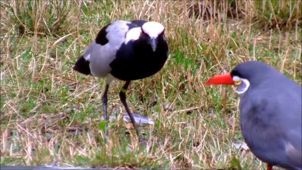 Een Smidsplevier en een Incastern in gras — Stockvideo