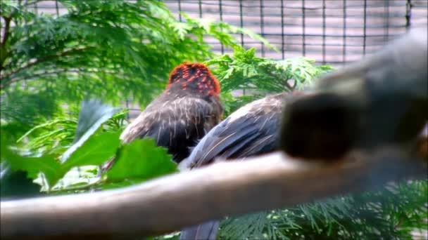 Brązowy brested Barbets do czyszczenia siebie — Wideo stockowe