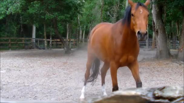 Коричневый конь стряхивает пыль со своего пальто — стоковое видео
