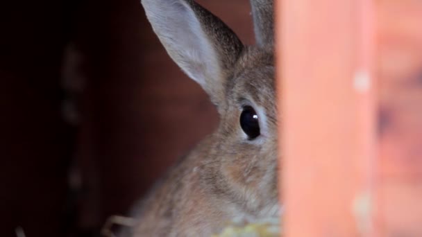 Braunes Kaninchen schaut beängstigend in die Kamera, während es sich hinter einem Teil eines Holzkäfigs versteckt — Stockvideo