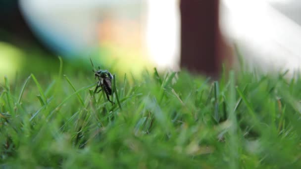 Bugs zijn heel interessant — Stockvideo