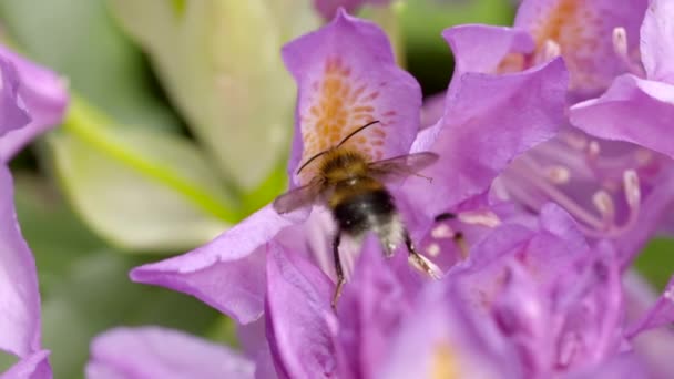 Abejorro cosechando néctar de una flor de rododendro — Vídeo de stock