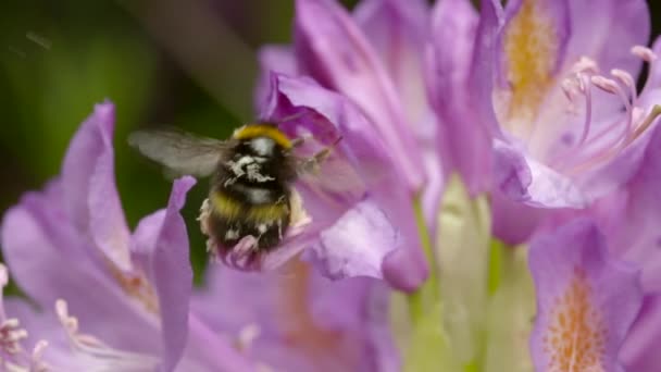 Abejorro cubierto de polen volando alrededor de una flor rosa — Vídeo de stock