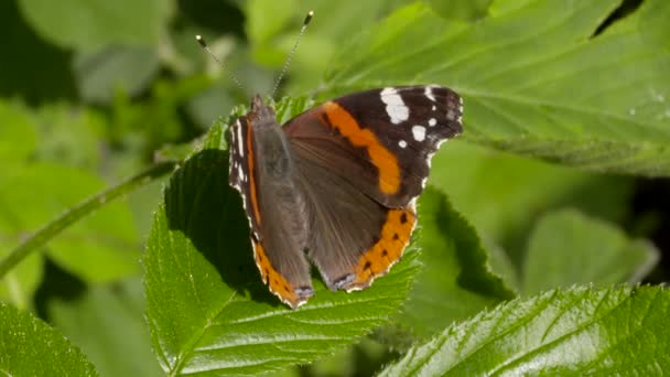 Butterfly on a leaf — Stock Video