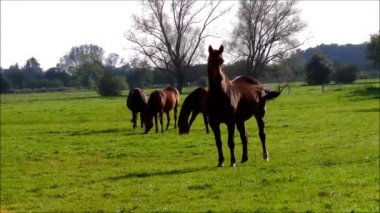 Bir sahada grassing at