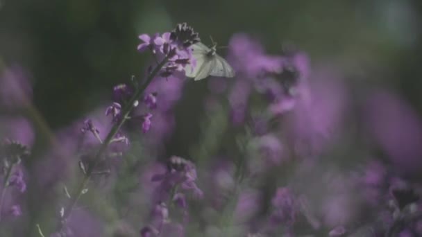 Buttlerlfy bewegt sich zwischen Blumen — Stockvideo