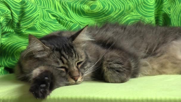 抚摸着一只家养的长发猫 — 图库视频影像