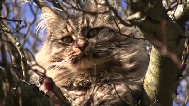 Gato em uma árvore em um dia ensolarado — Vídeo de Stock