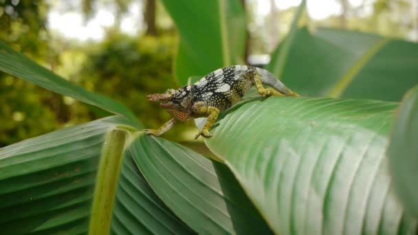 Caméléon je suis tombé sur — Video