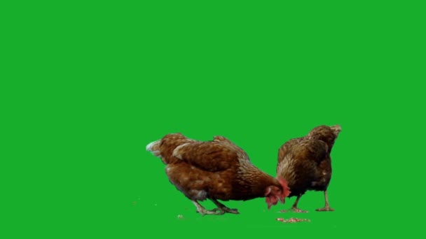 Kurczak na zielony ekran — Wideo stockowe