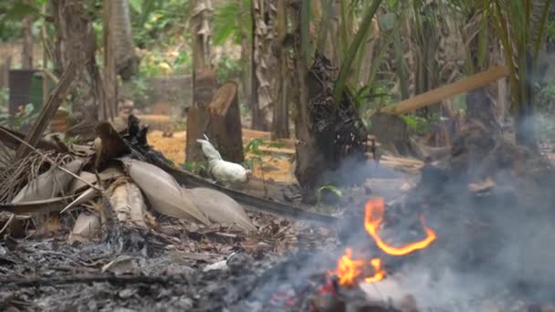 Kyckling i en indonesiska lummiga djungeln av vissa brinnande lämnar — Stockvideo