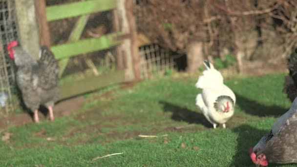 Galinhas andando e comendo em seu ambiente natural fazenda — Vídeo de Stock