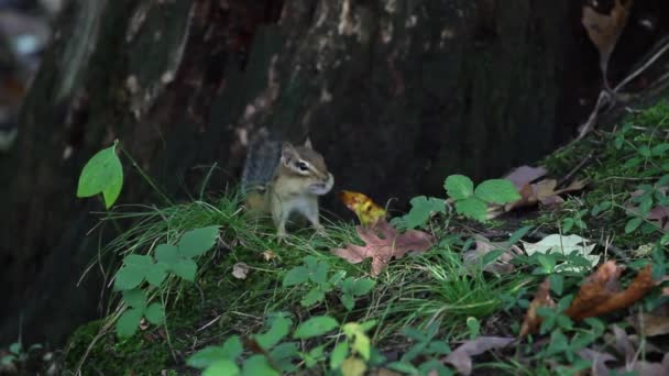 Chipmunk doet van wat chipmunks het beste doen in gras en bladeren — Stockvideo