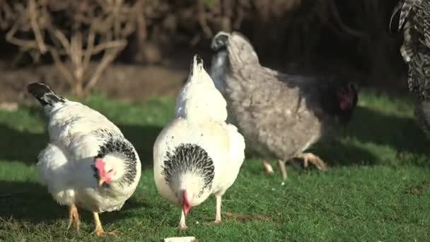 Ayam berjalan di luar di sebuah peternakan, beberapa mematuk makanan di tanah — Stok Video