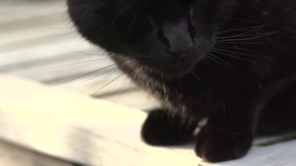Kedi kafa yakından ağır çekimde açmak — Stok video