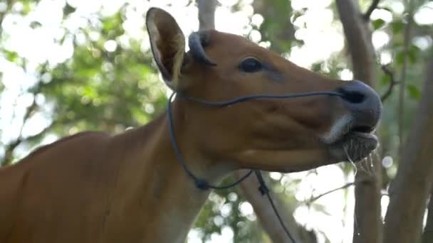 Close up de uma vaca Banteng vestindo um arnês olhando ao redor enquanto mastiga — Vídeo de Stock