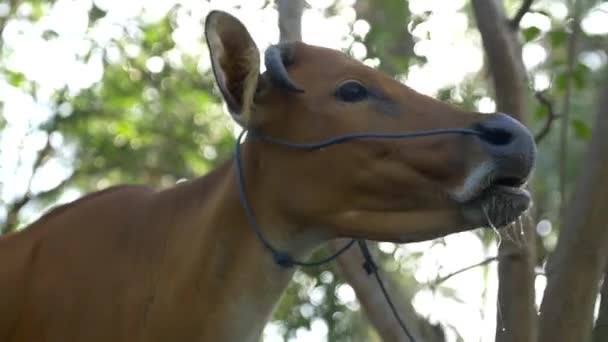 Primer plano de una vaca Banteng con un arnés mirando a su alrededor mientras mastica — Vídeo de stock