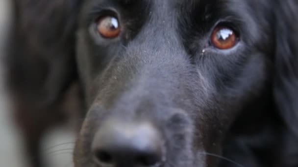 Collie kruis labrador close-up — Stockvideo