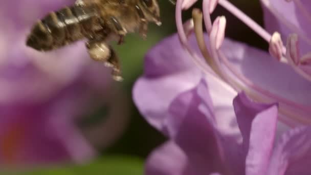 Primer plano siguiendo a una abeja mientras recoge el néctar de una flor rosa — Vídeos de Stock