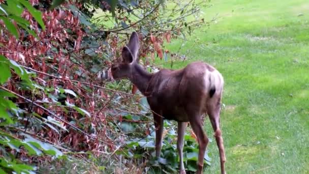 Cervi che mangiano foglie vicino al torrente — Video Stock