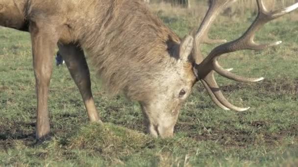 Deer grazes in a field — Stock Video