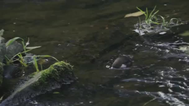 Dipper voeden op een rivier — Stockvideo