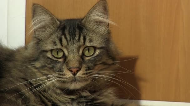 Εγχώρια tabby γάτα μπροστά από μια ξύλινη πόρτα — Αρχείο Βίντεο