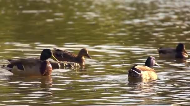 Ördekler oturma ve kendilerini süper ağır çekim bir su birikintisi yıkama — Stok video