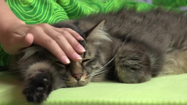 Домашній таббі кіт на зеленому ліжку крупним планом — стокове відео