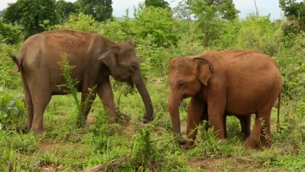 Elefantes en la naturaleza — Vídeos de Stock