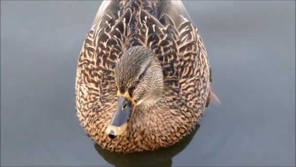 メスのマガモが湖を泳ぐ — ストック動画