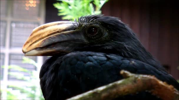 Hornbill de Sulawesi fêmea — Vídeo de Stock