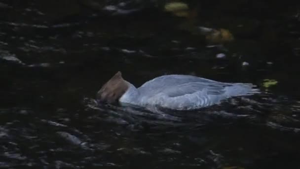 女性の Goosander を供給 — ストック動画