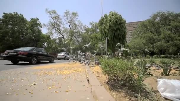 Flock duvor ta flyget över en trottoar — Stockvideo