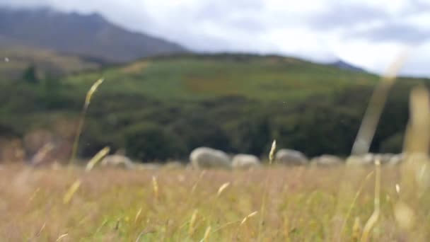 Hierba que sopla en el viento al pastoreo de ovejas — Vídeos de Stock
