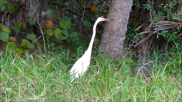 Great Egret on the hunt — Stock Video