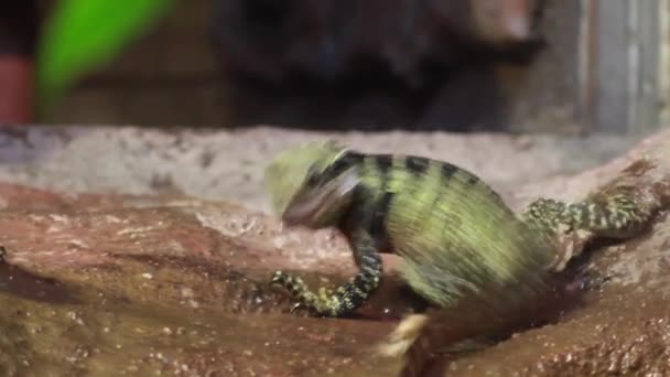 Green lizards feeding on crickets — Stock Video